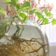 Top Houseplant Water Ideas to Beautify Your Home