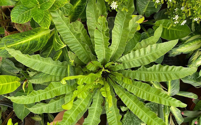 Bird’s Nest Fern