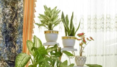 Houseplants Best For Rental Homes