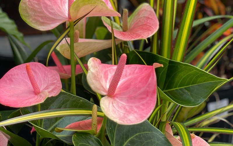 pink anthurium