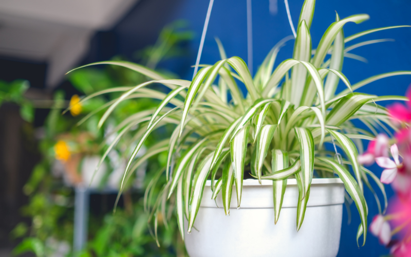 Spider Plants