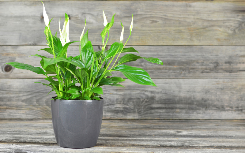 Peace Lily