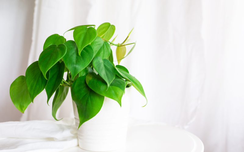 Philodendron