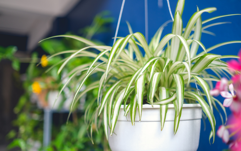 Spider Plant