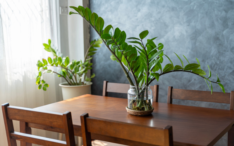 ZZ Plant (Zamioculcas zamiifolia)