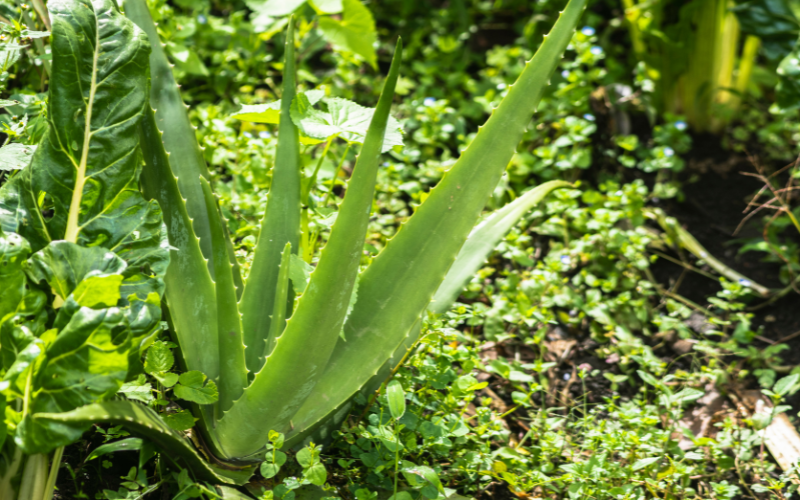 Aloe Vera (Aloe barbadensis miller)