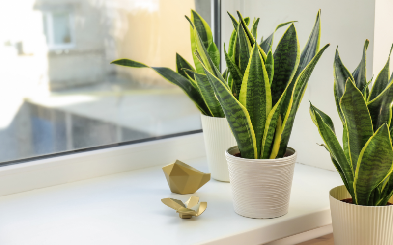 Snake Plant (Sansevieria Trifasciata)