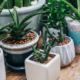 How to Pick the Perfect Pot for Your Indoor and Outdoor Plants