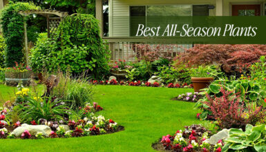 The Best All-Season Plants for Every Garden